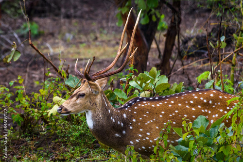 Male spotted deer from Bandipur National Park Karnataka, India © Sumit