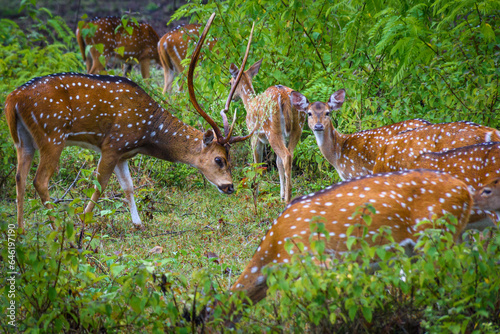 Spotted deer chital or cheetal (Axis axis)- Bandipur Wild life Sanctuary, Karnataka, India photo