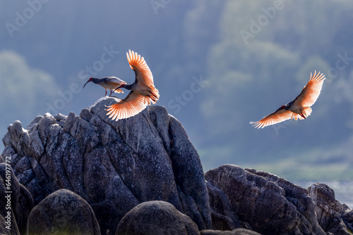 Shaanxi ocean county crested ibis photo