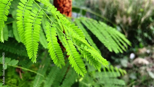 Green fresh tamarind leaves moving on air. Natural ecology high-quality 4K footage.
