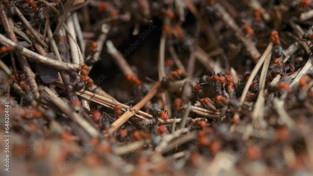 Macro shot of fire ants colony running on the forest ground. Slow motion.