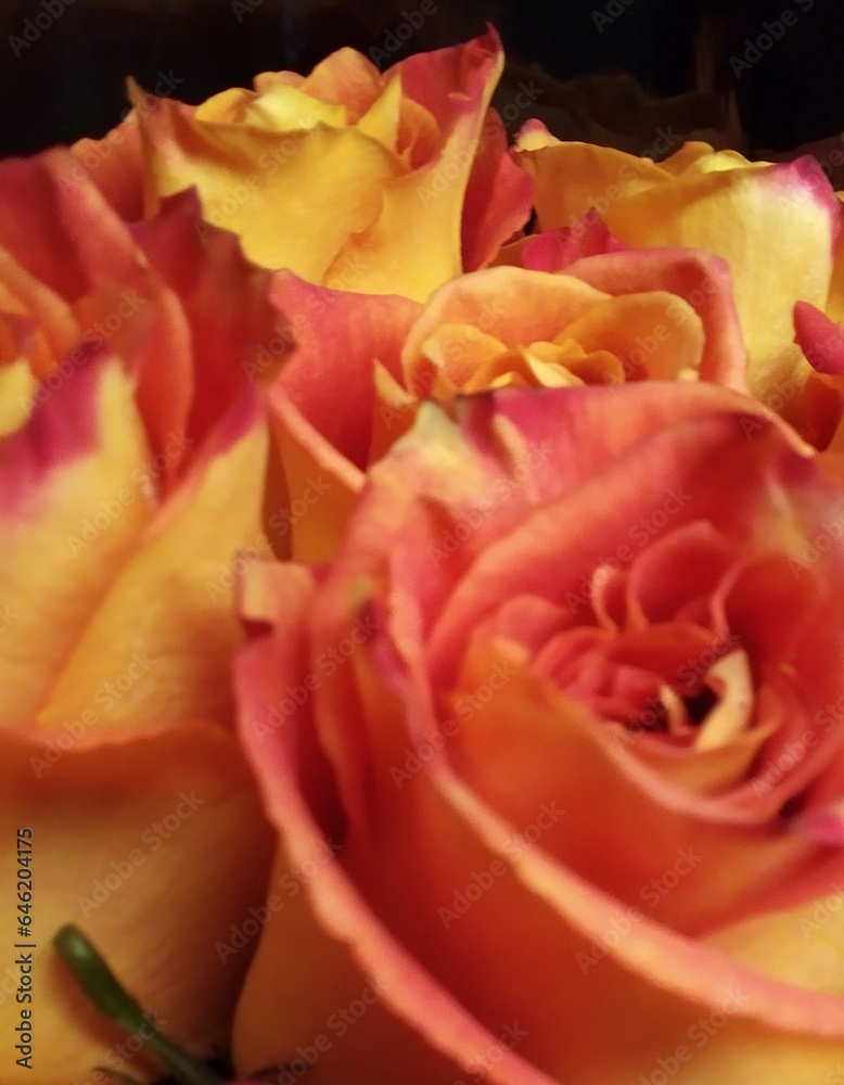 red rose petals red rose petals
