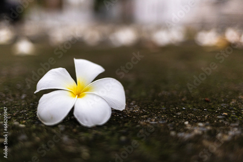 White frangipani flower on the cement floor, Thailand.