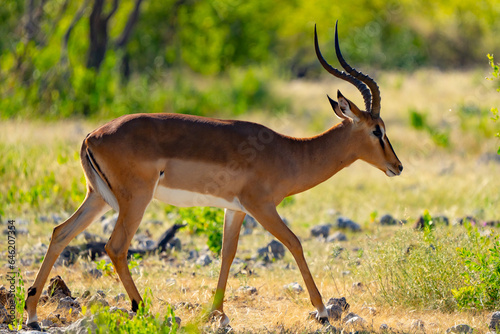 Impala Portrait in Etosha National Park Namibia Africa