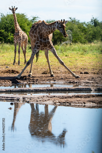 Angolan Giraffe Drinking at Waterhole in Etosha National Park Namibia Africa