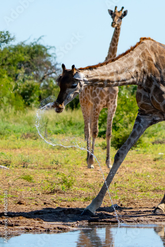 Angolan Giraffe Drinking at Waterhole in Etosha National Park Namibia Africa