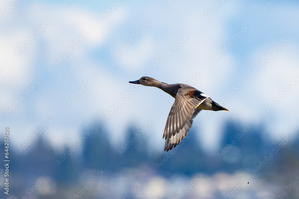 Fototapeta premium Male Gadwall Duck Takes Flight from Edmonds Marsh