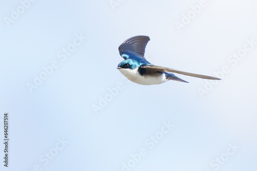 Tree Swallow Flies Towards Photographer on a Sunny Day