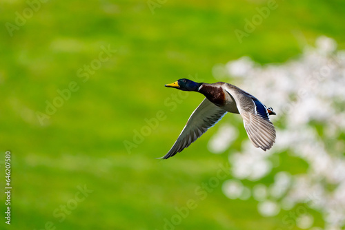 Colorful Mallard Ducks in Flight on a Sunny Day © Jeff Huth