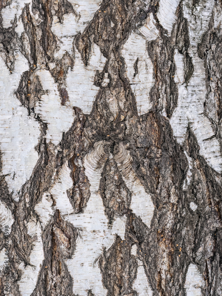 Fototapeta premium The texture of the birch bark.