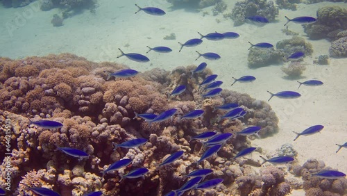 A flock of native brightly colored Suez Fusilier (Caesio suevica) swims slowly at Red Sea, Egypt photo