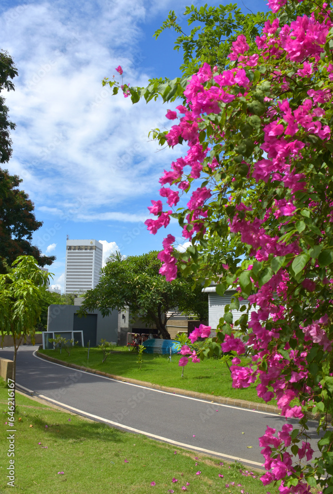 Pink bougainvillea flowers bloom in  garden in the middle of Bangkok, Thailand