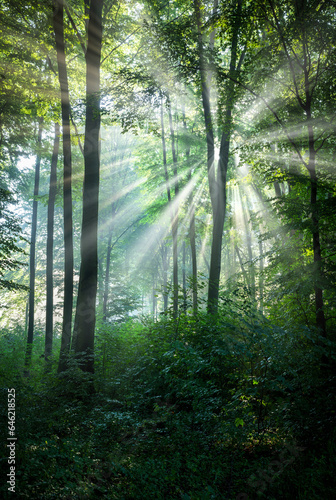 Fototapeta Naklejka Na Ścianę i Meble -  Sunny morning in the forest