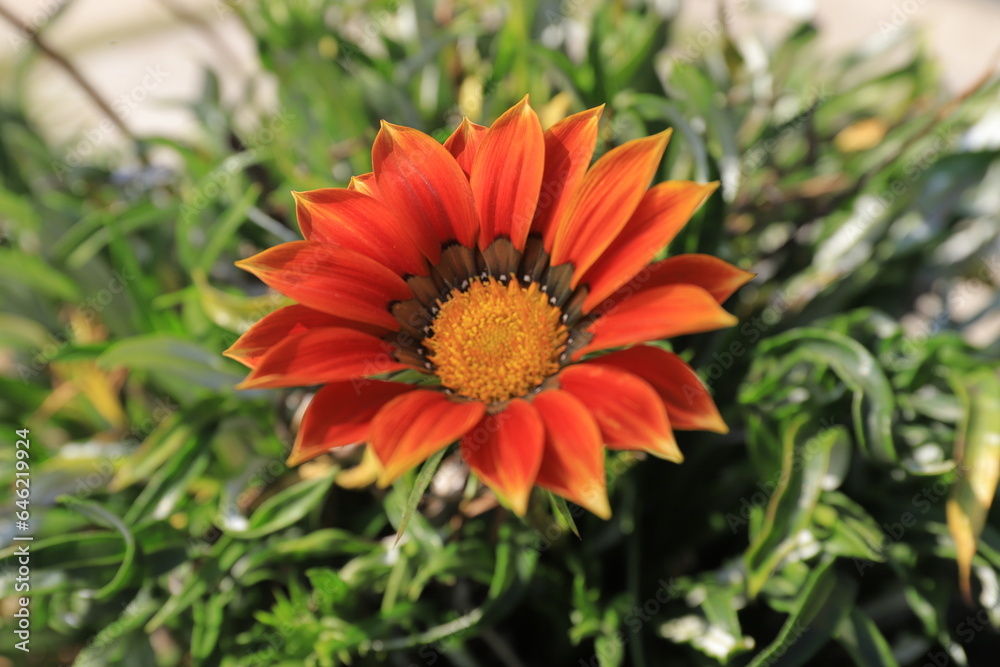Vibrant Blooming Flower: Delicate Petals and Freshness in Nature Vibrant Blooming Flower: Delicate Petals and Freshness in Nature