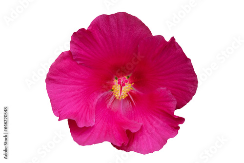 isolated​ red Hibiscus flower on​ white​ background.