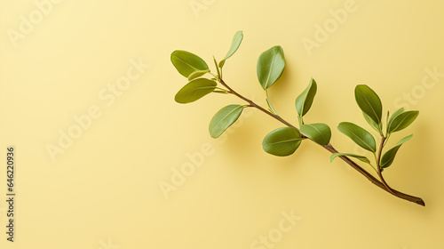 A simple concept with a fresh green branch on a beige background. is flat lay and has copy space available.