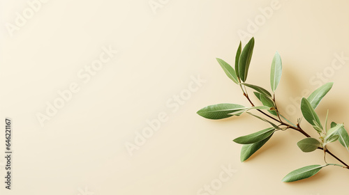 A simple concept with a fresh green branch on a beige background. is flat lay and has copy space available.