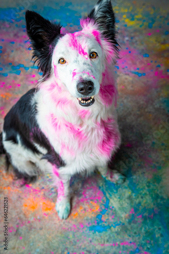 Border collie com pó colorido em seu pelo