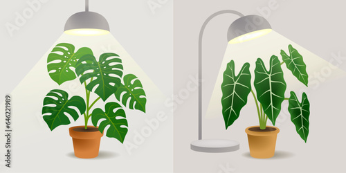 Indoor plant pots with lamps.