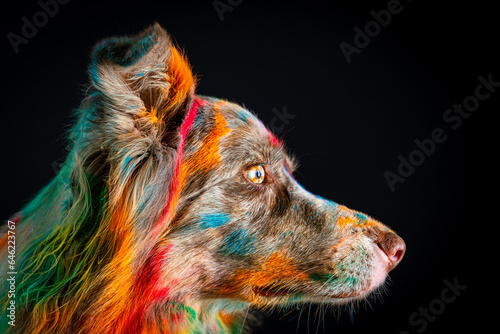 Border collie com pó colorido em seu pelo