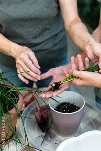 grandmother and grandson are engaged in transplanting plants. joint classes. Great mood