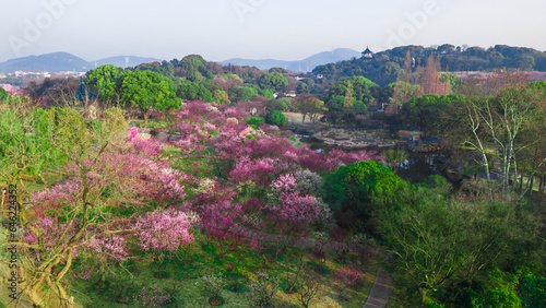 The plum blossom in full bloom scenario photo