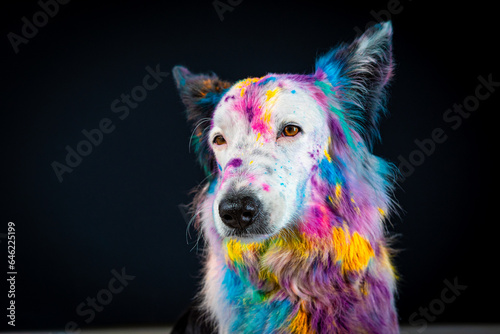 Border collie com pó colorido em seu pelo