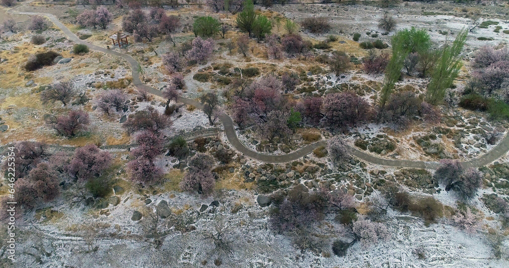 Xinjiang hami: cold air strikes, wild apricot flowers bloom Xinjiang hami: cold air strikes, wild apricot flowers bloom