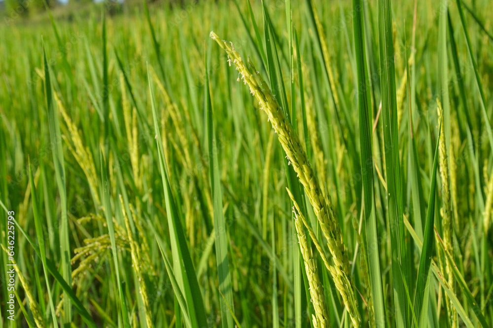 green rice plants in the fields are bursting with ears. green rice plants in the fields are bursting with ears.