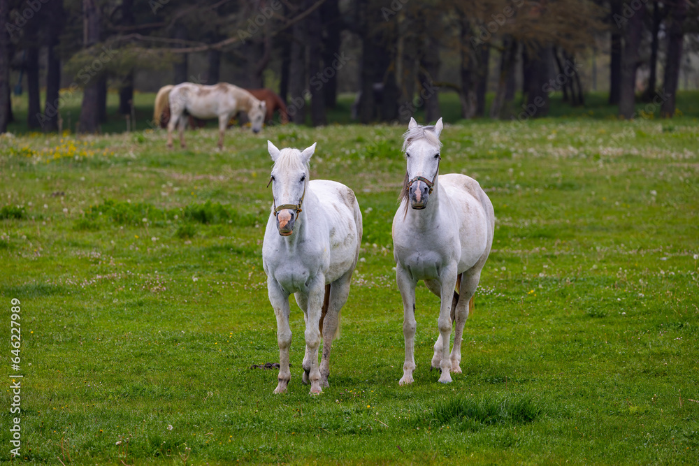 Obraz premium two white horses in a foggy forest, Bolu, Turkey