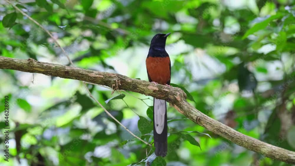 A zoom out of this lovely singing bird in the jungle, White-rumped Shama Copsychus malabaricus, Thailand A zoom out of this lovely singing bird in the jungle, White-rumped Shama Copsychus malabaricus, Thailand
