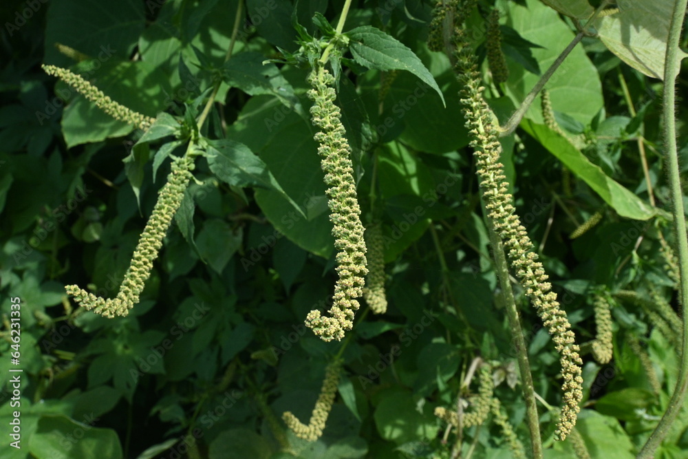 Giant ragweed ( Ambrosia trifida ) flowers. Asteraceae annual wind-pollinated flower. The male flowers on long spikes scatter large amounts of pollen, which is the cause of autumn hay fever.