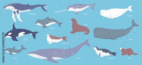 Set of vector illustrations of marine mammals isolated on blue background with titles