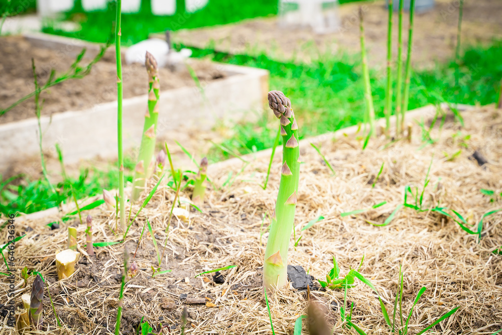 Green asparagus shoot grows close-up.Growing healthy gourmet vegetables in the home garden Green asparagus shoot grows close-up.Growing healthy gourmet vegetables in the home garden