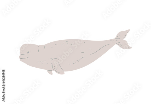 Fotomurale Cute beluga whale, hand drawn flat vector illustration isolated on white background