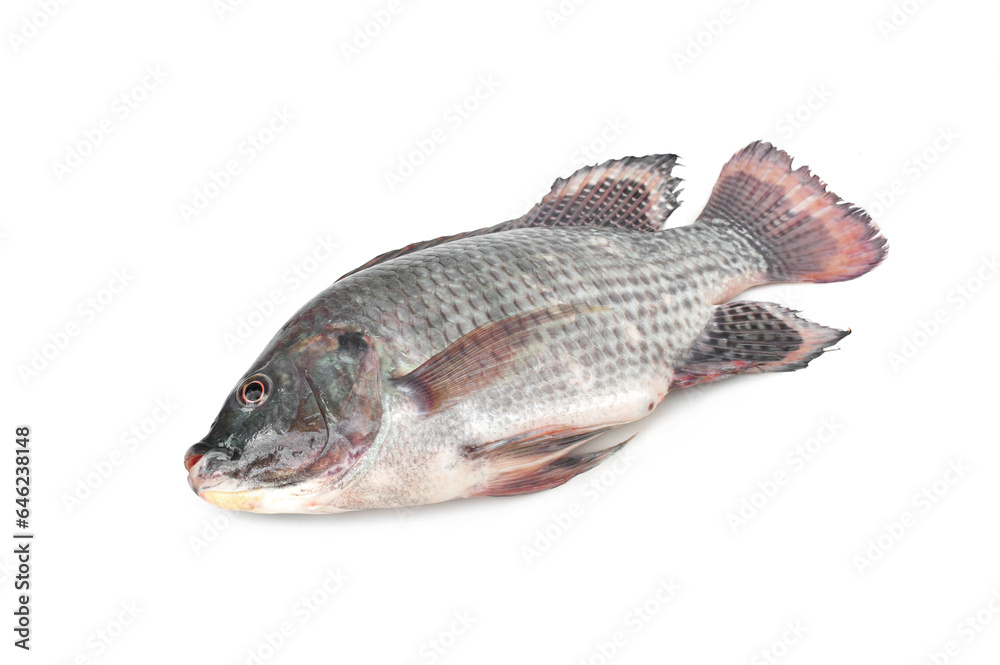 Nile tilapia fish isolated on white background. Freshwater fish.Popularly used to cook a variety of dishes such as grilled fish, tom yum, fried, and steamed. Nile tilapia fish isolated on white background. Freshwater fish.Popularly used to cook a variety of dishes such as grilled fish, tom yum, fried, and steamed.