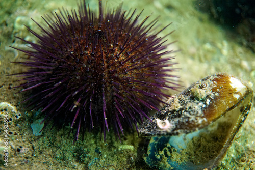 Sea urchin and Empty open mold shell in the Sea of Marmara