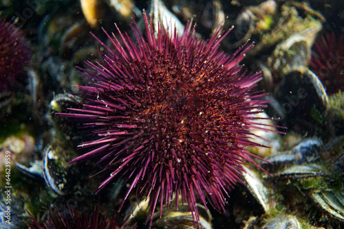 Purple Sea urchin in the Sea of Marmara