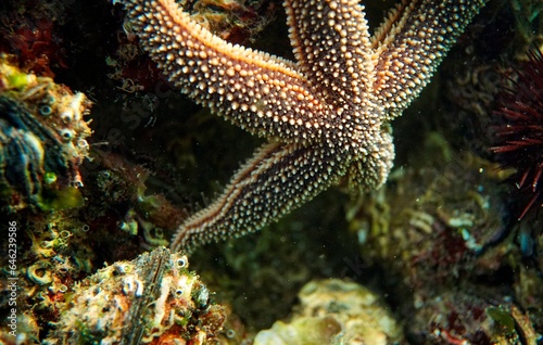 Starfish Background, the Sea of Marmara