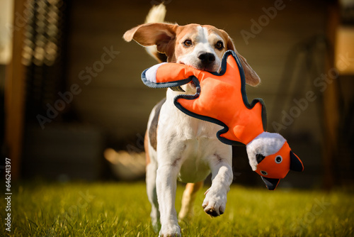 Funny Beagle dog playing with toy on sunny sunny day. Dog Background