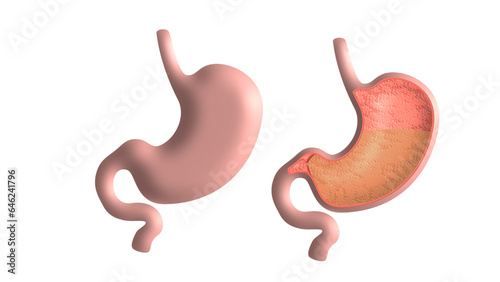 human stomach, 3d vector