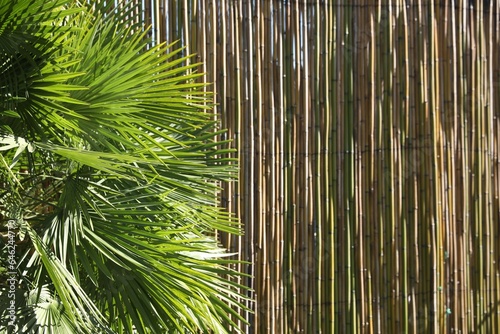 Beautiful palm tree with green leaves near bamboo fence outdoors, closeup. Space for text