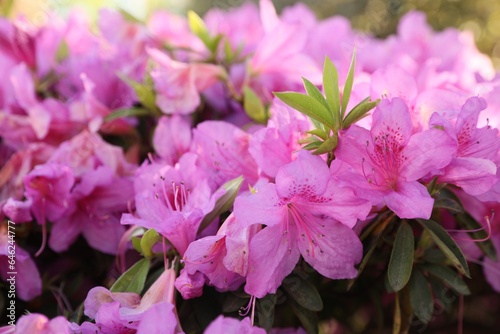 Beautiful Rhododendron bush with pink flowers growing outdoors, closeup
