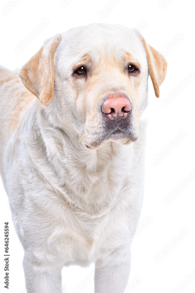 Cute fawn labrador isolated on a white background