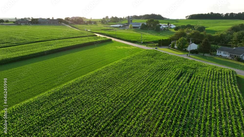 Green fields in rural USA farms. Aerial shot at sunset. Cornfields and farmland during summer. Green fields in rural USA farms. Aerial shot at sunset. Cornfields and farmland during summer.