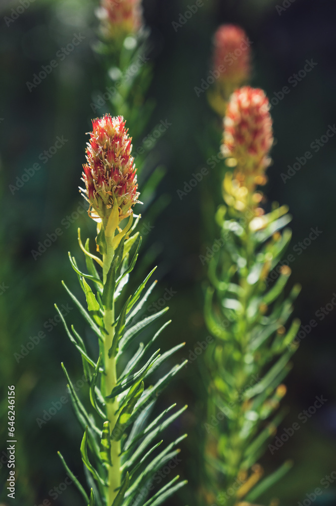 flowering plant Clementsia semenovii in summer close-up