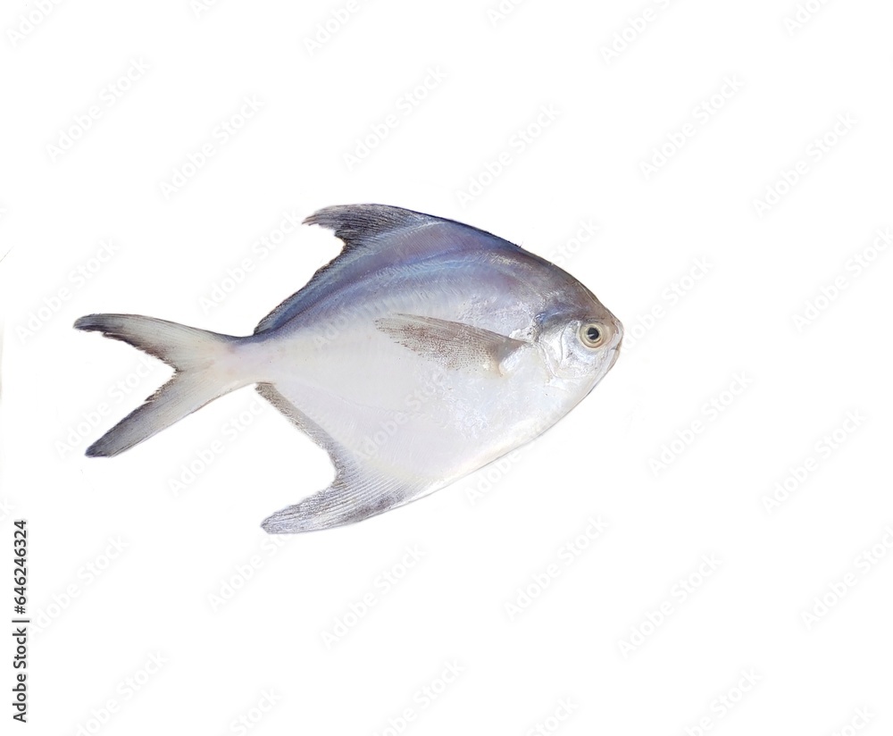 Silver pomfret or white pomfret (Pampus argenteus) is a species of butterfish that lives in coastal waters off the Middle East, South Asia, and Southeast Asia. It has high commercial value.
