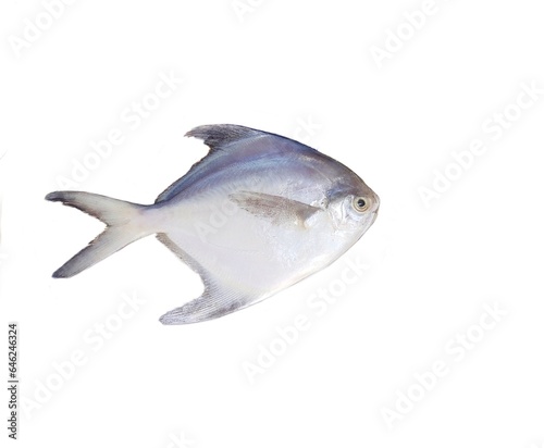 Silver pomfret or white pomfret (Pampus argenteus) is a species of butterfish that lives in coastal waters off the Middle East, South Asia, and Southeast Asia. It has high commercial value. photo
