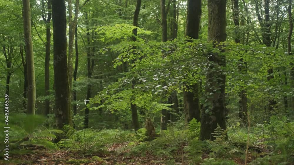 Soft light in the middle of beautiful forest, tree trunks surrounded by greenery Soft light in the middle of beautiful forest, tree trunks surrounded by greenery