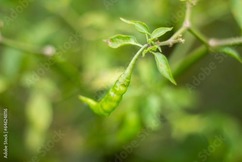 A green chili with some leaves and the background blur